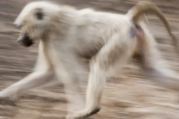 Framed Print : White baboon running, Tarangire, Tanzania