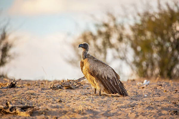 White backed vulture, Makgadikgadi Pans National Park, Makadikadi Basin, Boteti River, Botswana, Africa