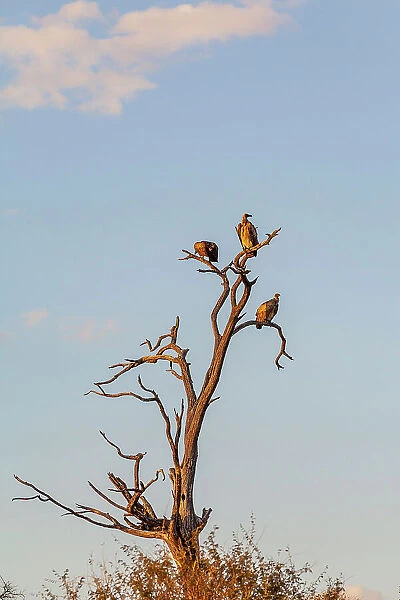 White backed vultures, Makgadikgadi Pans National Park, Makadikadi Basin, Boteti River, Botswana, Africa