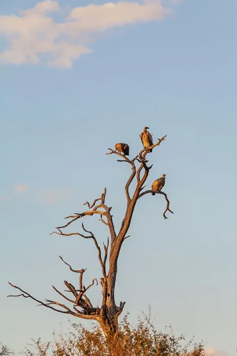 Framed Print : White backed vultures, Makgadikgadi Pans National Park, Makadikadi Basin, Boteti River, Botswana, Africa Framed Print : White backed vultures, Makgadikgadi Pans National Park, Makadikadi Basin, Boteti River, Botswana, Africa