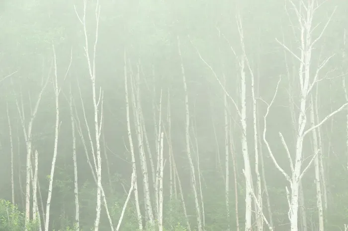 Framed Print : White birch trees (Betula papyrifera) in fog Rossport, Ontario, Canada Framed Print : White birch trees (Betula papyrifera) in fog Rossport, Ontario, Canada