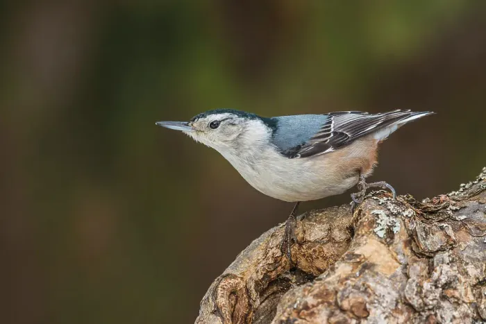 Framed Print : White-breasted Nuthatch (Sitta carolinensis), Ontario, Canada Framed Print : White-breasted Nuthatch (Sitta carolinensis), Ontario, Canada