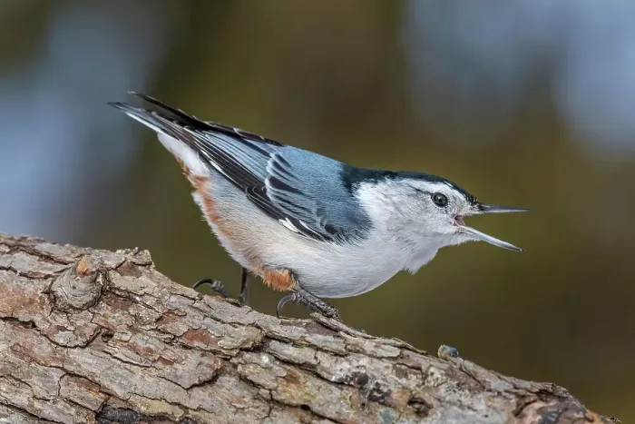 Framed Print : White-breasted Nuthatch (Sitta carolinensis), Ontario, Canada