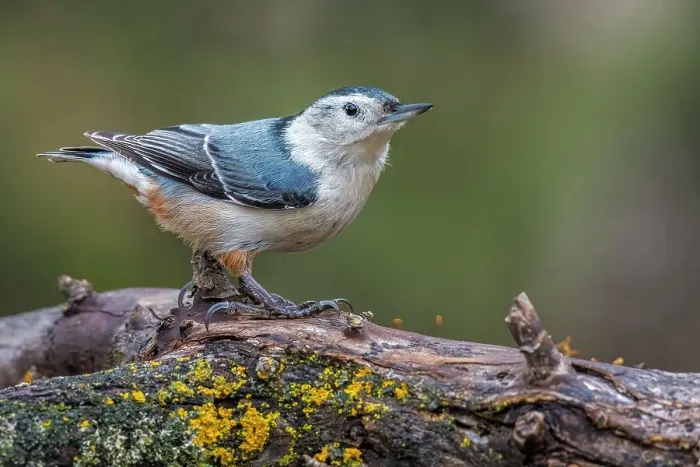 Framed Print : White-breasted Nuthatch (Sitta carolinensis), Ontario, Canada