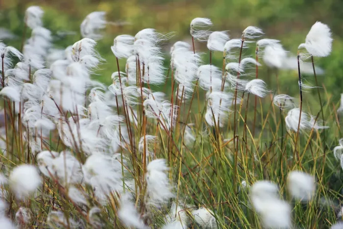 Framed Print : White cottongrass - Greenland, Qsuitsup, Ilulissat, Jakobshavn - Diskobay Framed Print : White cottongrass - Greenland, Qsuitsup, Ilulissat, Jakobshavn - Diskobay