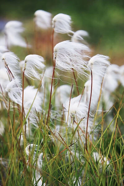 White cottongrass - Greenland, Qsuitsup, Ilulissat, Jakobshavn - Diskobay