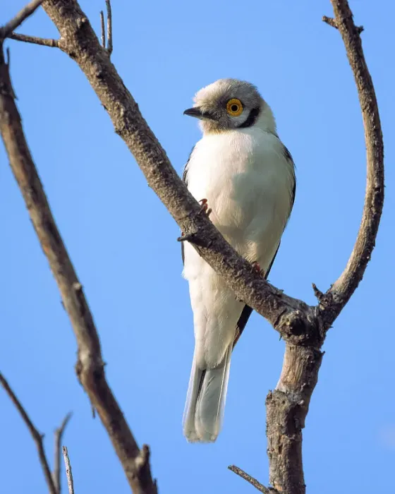 Framed Print : White Crested Helmet Shrike, Okavango Delta, Botswana Framed Print : White Crested Helmet Shrike, Okavango Delta, Botswana