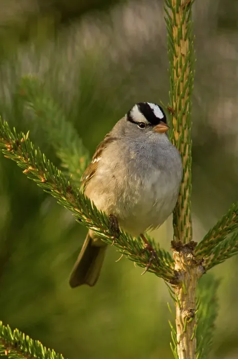 Framed Print : White-crowned sparrow (Zonotrichia leucophrys) Spring migrant singing in spruce tree, Lively, Ontario, Canada Framed Print : White-crowned sparrow (Zonotrichia leucophrys) Spring migrant singing in spruce tree, Lively, Ontario, Canada