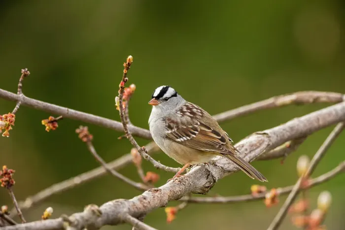 Framed Print : White-crowned sparrow (Zonotrichia leucophyrs), Greater Sudbury, Ontario, Canada