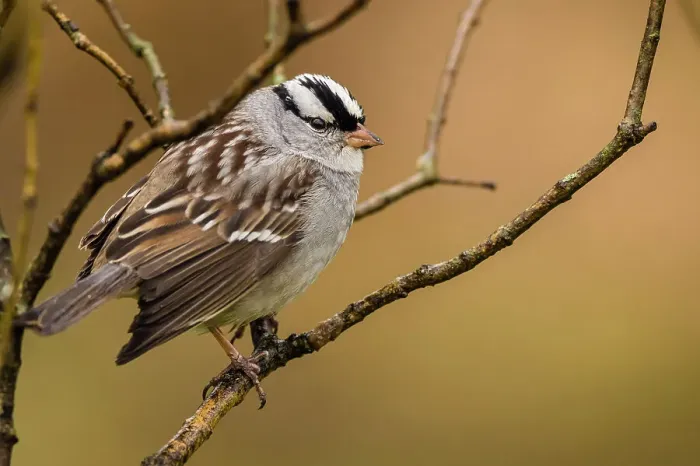 Framed Print : White-crowned sparrow (Zonotrichia leucophyrs), Greater Sudbury, Ontario, Canada