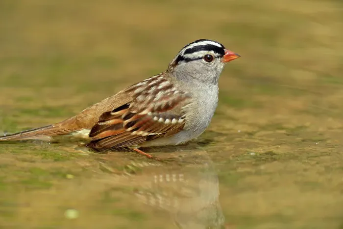Framed Print : White-crowned sparrow (Zonotrichia leucophyrs), Rio Grande City, Texas, USA