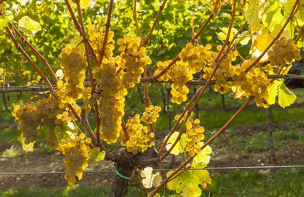 White Grapes on the Vineyard, Southwest Wine Route, Rhineland-Palatinate, Germany