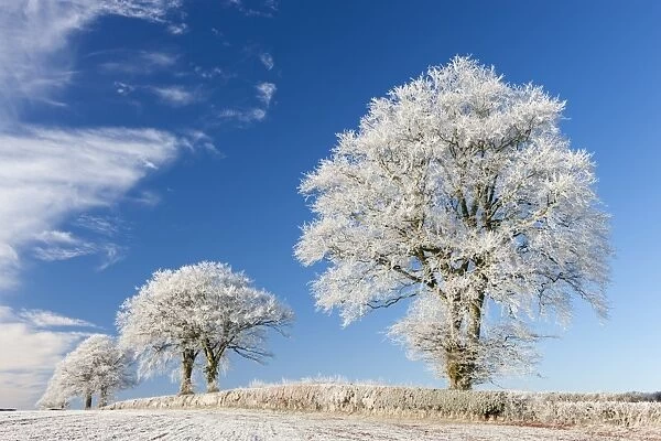 White hoar frosted trees on a cold winter morning, Bow, Devon, England. Winter