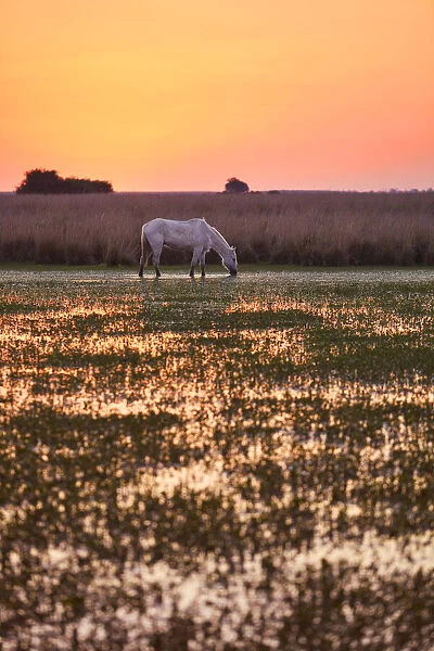 A white horse in a lagoon of the Estancia Buenavista at sunset, Esquina, Corrientes, Argentina