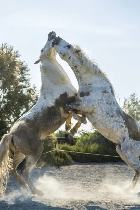 Framed Print : White horse stallions fighting, The Camargue, France Framed Print : White horse stallions fighting, The Camargue, France