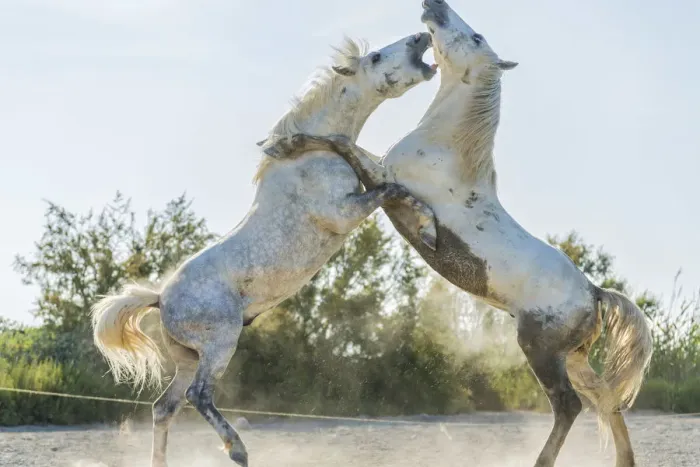 Framed Print : White horse stallions fighting, The Camargue, France Framed Print : White horse stallions fighting, The Camargue, France