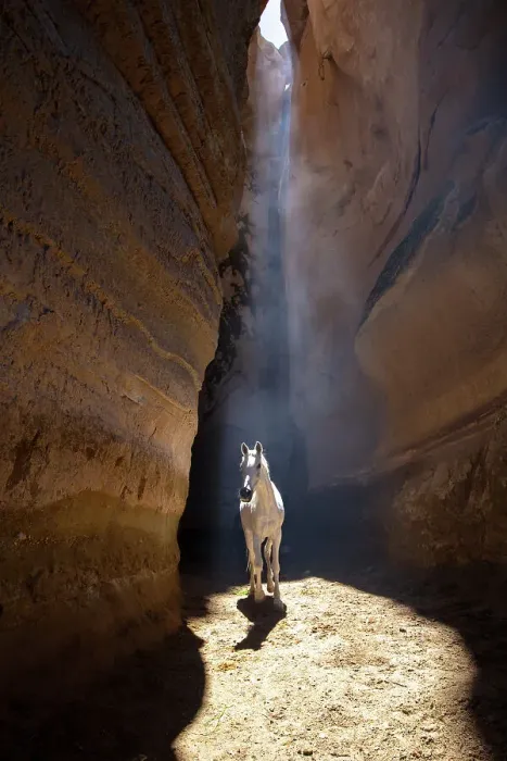 Framed Print : A white horse walks through a slot canyon, Cappadocia, Nevsehir Province, Central Anatolia, Turkey Framed Print : A white horse walks through a slot canyon, Cappadocia, Nevsehir Province, Central Anatolia, Turkey