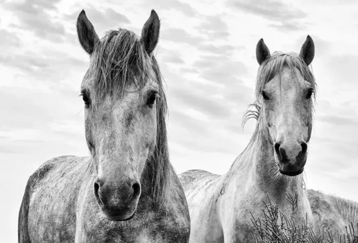Framed Print : White horses, Camargue, France Framed Print : White horses, Camargue, France