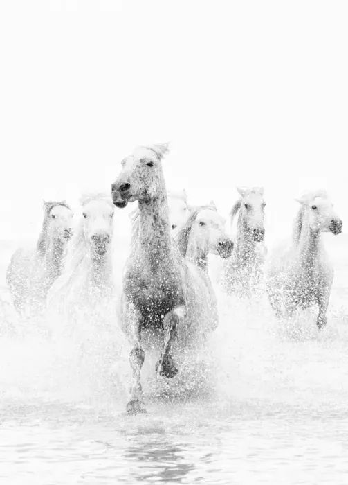 Framed Print : White horses of Camargue running through the water, Camargue, France Framed Print : White horses of Camargue running through the water, Camargue, France