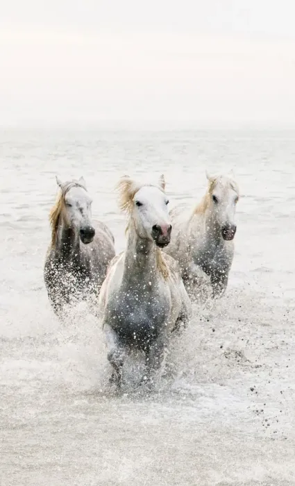 Framed Print : White horses of Camargue running through the water, Camargue, France Framed Print : White horses of Camargue running through the water, Camargue, France