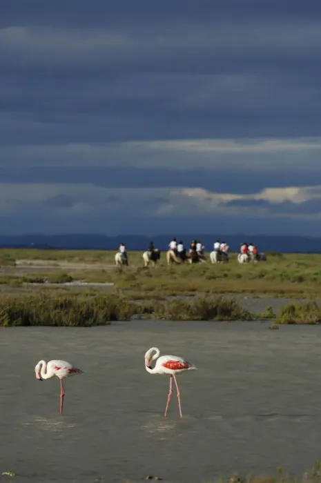 Framed Print : White horses and Flamingos at Saintes Maries de la Mer, La Camargue, Provence, France Framed Print : White horses and Flamingos at Saintes Maries de la Mer, La Camargue, Provence, France