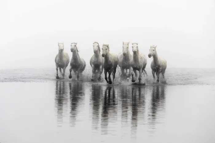 Framed Print : White horses running through the water, Camargue, Provence-Alpes-Cote d Azur, France Framed Print : White horses running through the water, Camargue, Provence-Alpes-Cote d Azur, France