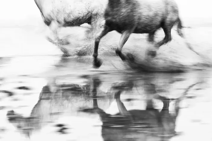 Framed Print : White horses running through the water, Camargue, Provence-Alpes-Cote d Azur, France Framed Print : White horses running through the water, Camargue, Provence-Alpes-Cote d Azur, France