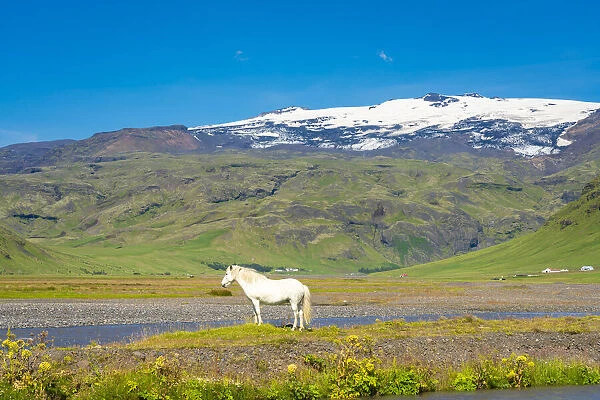 White Icelandic horse with snowcapped Eyjafjallajokull volcano in background, Skogar, Rangarping eystra, Southern Region, Iceland