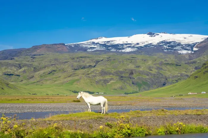 Framed Print : White Icelandic horse with snowcapped Eyjafjallajokull volcano in background, Skogar, Rangarping eystra, Southern Region, Iceland Framed Print : White Icelandic horse with snowcapped Eyjafjallajokull volcano in background, Skogar, Rangarping eystra, Southern Region, Iceland
