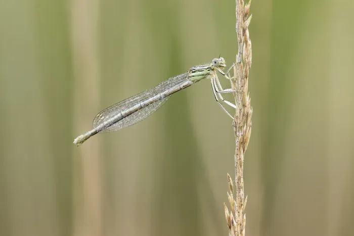 Framed Print : White-legged damselfly (Platycnemis pennipes), Westhay Moor NNR, Somerset Levels Framed Print : White-legged damselfly (Platycnemis pennipes), Westhay Moor NNR, Somerset Levels