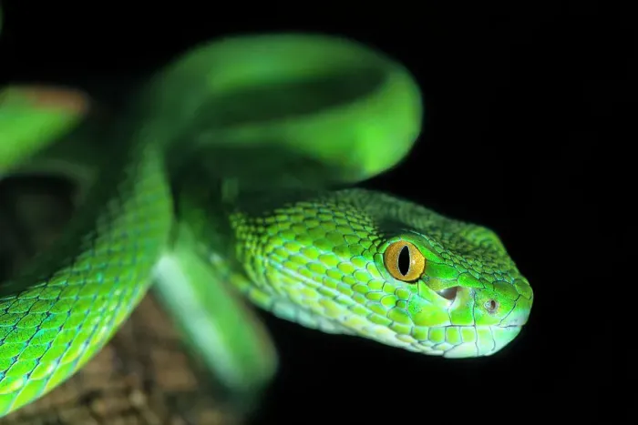 Framed Print : White-lipped Viper (Trimeresurus albolabris) -captive, Ontario, Canada Framed Print : White-lipped Viper (Trimeresurus albolabris) -captive, Ontario, Canada