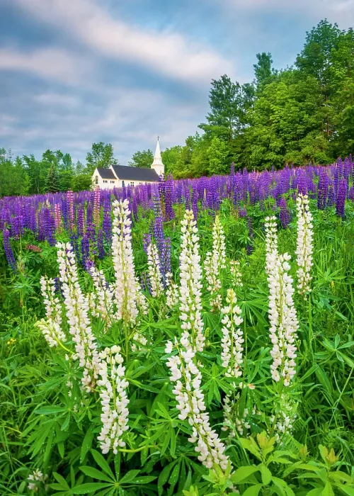 Framed Print : White lupines at Sugar Hill with St Matthews Chapel, Sugar Hill, New Hampshire, USA Framed Print : White lupines at Sugar Hill with St Matthews Chapel, Sugar Hill, New Hampshire, USA