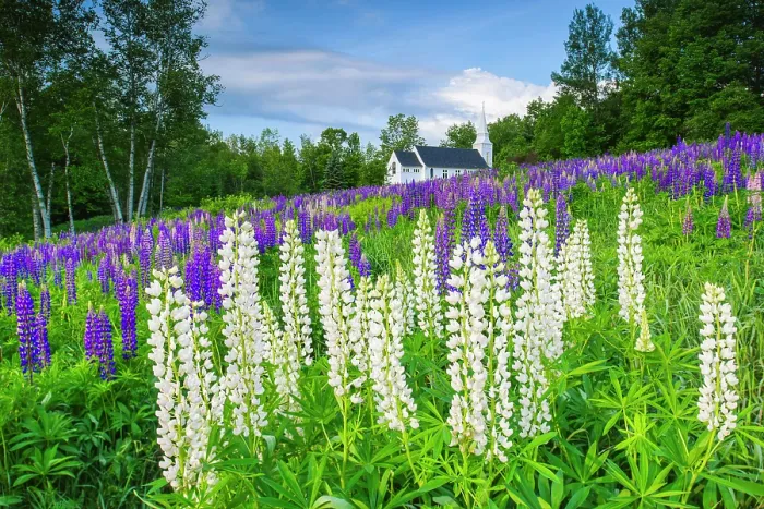 Framed Print : White lupines at Sugar Hill with St Matthews Chapel, Sugar Hill, New Hampshire, USA Framed Print : White lupines at Sugar Hill with St Matthews Chapel, Sugar Hill, New Hampshire, USA