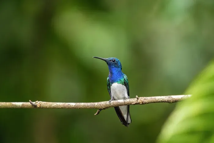 Framed Print : White-necked jacobin (Florisuga mellivora), Guapiles, Limon, Costa Rica Framed Print : White-necked jacobin (Florisuga mellivora), Guapiles, Limon, Costa Rica