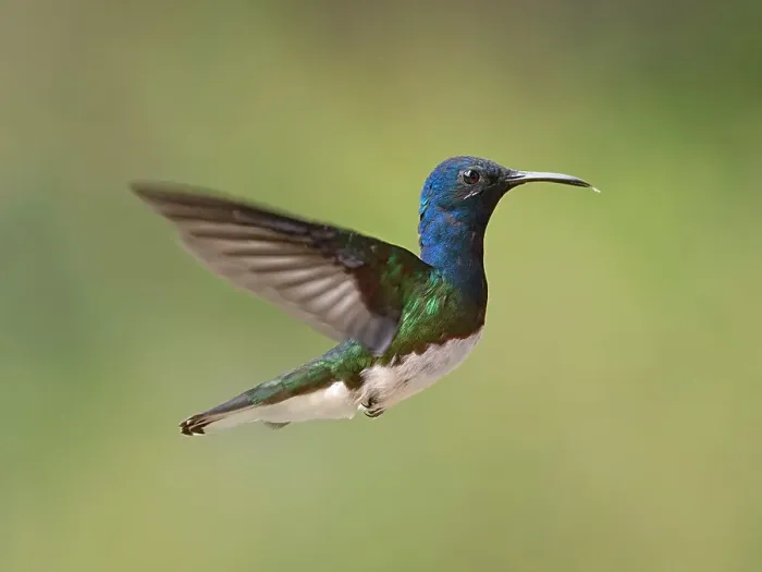 Framed Print : White-necked Jacobin (Florisuga mellivora) male, Turrialba, Cartago, Costa Rica Framed Print : White-necked Jacobin (Florisuga mellivora) male, Turrialba, Cartago, Costa Rica