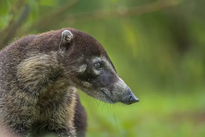 Framed Print : White-nosed Coati (Nasua narica), Boca Tapada, Costa Rica
