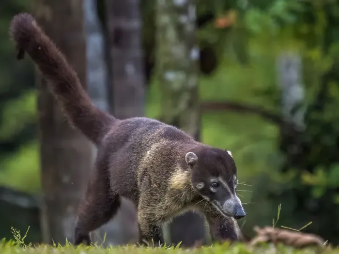 Framed Print : White-nosed Coati (Nasua narica), Boca Tapada, Costa Rica