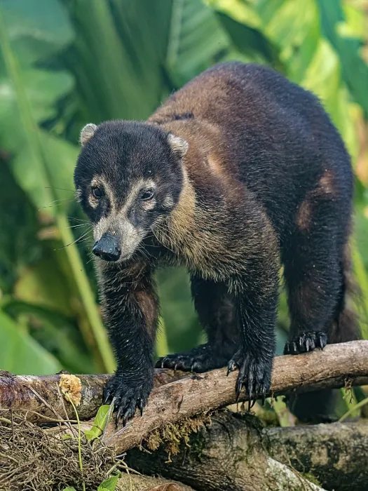 Framed Print : White-nosed Coati (Nasua narica), Boca Tapada, Alajuela Province, Costa Rica