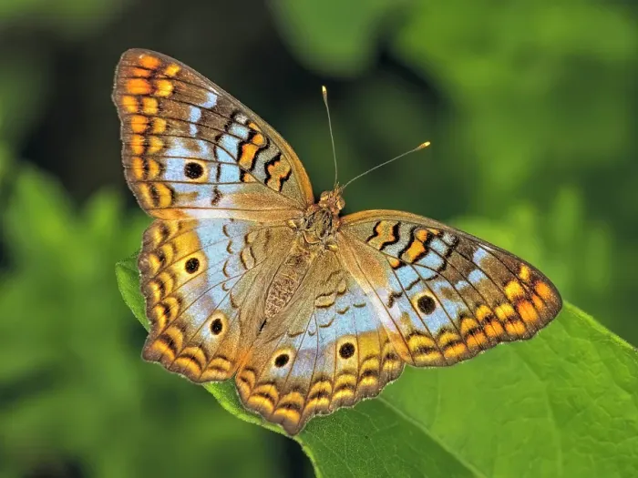 Framed Print : White Peacock Butterfly (Anartia jatrophae), Grand Cayman, Cayman Islands, British West Indies