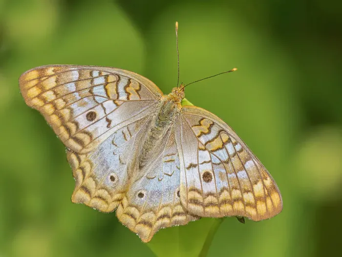 Framed Print : White Peacock Butterfly (Anartia jatrophae) Grand Cayman, Cayman Islands, British West Indies Framed Print : White Peacock Butterfly (Anartia jatrophae) Grand Cayman, Cayman Islands, British West Indies