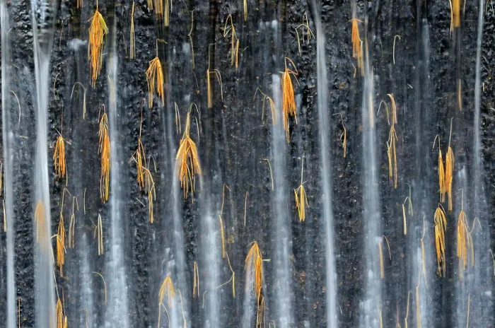 Framed Print : White pine needles caught in weir on Dryberry Creek Near Sioux Narrows, Ontario, Canada Framed Print : White pine needles caught in weir on Dryberry Creek Near Sioux Narrows, Ontario, Canada