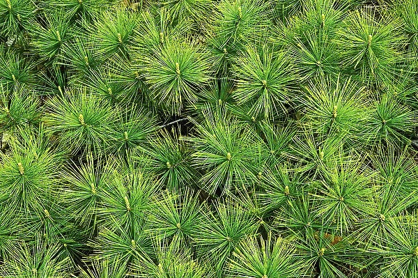 white pine needles (Foliage) Killarney Provincial Park, Ontario, Canada