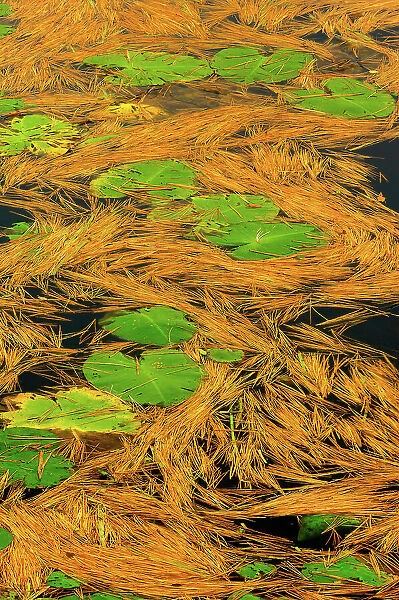 White pine needles and water lilies Hardy Lake Provincial Park, Ontario, Canada