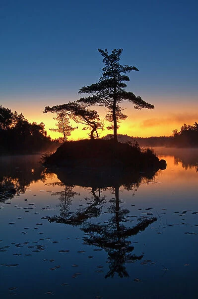 White pine trees on island in McGregor Bay (Georgian Bay) at dawn Whitefish Falls, Ontario, Canada
