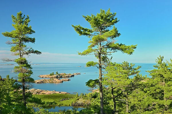 White pines and Georgian Bay Killarney Provincial Park, Ontario, Canada
