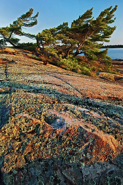 White pines (Pinus strobi) along the rocky shoreline of Georgian Bay. Precambrian Shieid. French River Provincial Park, Ontario, Canada