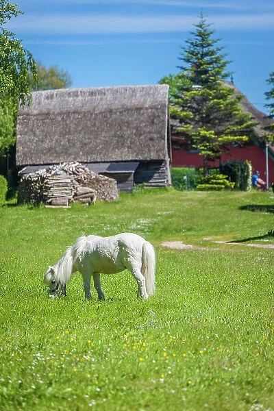 White pony on a farm pasture in Ahrenshoop, Mecklenburg-West Pomerania, Baltic Sea, Northern Germany, Germany