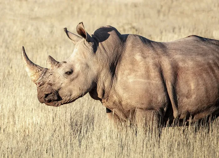 Framed Print : White Rhino, Bagatelle Kalahari Game Ranch, Mariental, Namibia Framed Print : White Rhino, Bagatelle Kalahari Game Ranch, Mariental, Namibia