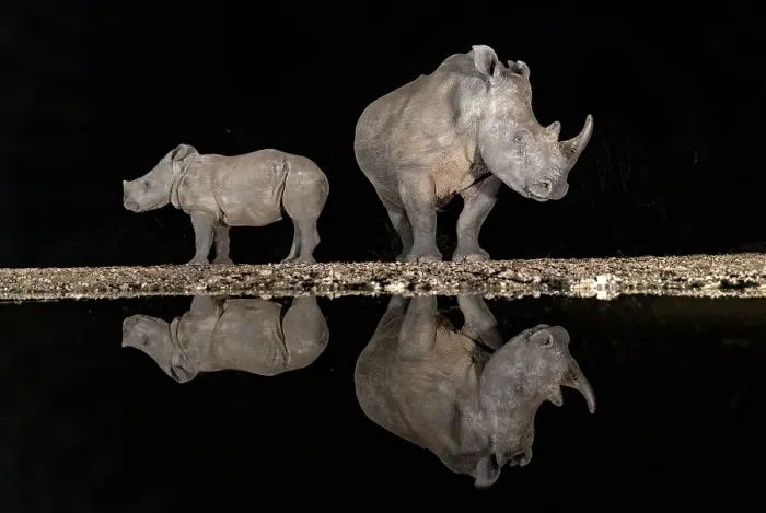 Framed Print : White rhino and calf reflecting in floodlit watering hole, Zimanga Private Game Reserve, Natal, South Africa Framed Print : White rhino and calf reflecting in floodlit watering hole, Zimanga Private Game Reserve, Natal, South Africa