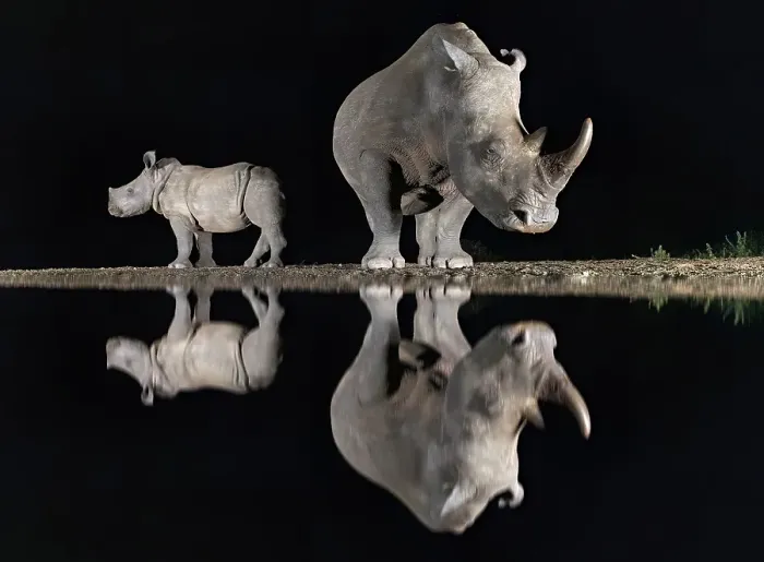 Framed Print : White rhino and calf reflecting in floodlit watering hole, Zimanga Private Game Reserve, Natal, South Africa Framed Print : White rhino and calf reflecting in floodlit watering hole, Zimanga Private Game Reserve, Natal, South Africa